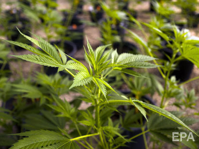 Конституционный суд Грузии признал употребление марихуаны правом на свободное развитие личности