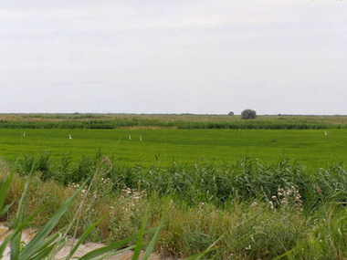 Рисовые поля аннексированного Крыма засеивают ячменем