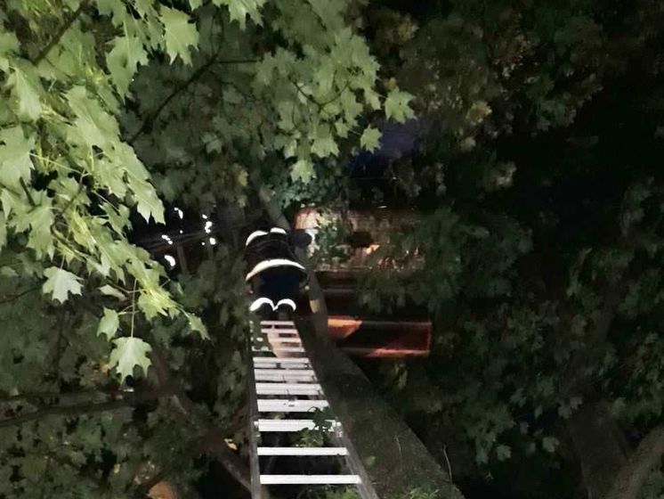 ﻿Повітряна куля з людьми застрягла на дереві в Кіровоградській області – ДСНС