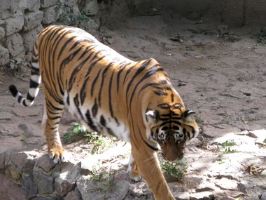 В Киевском зоопарке мужчина залез в вольер с тиграми