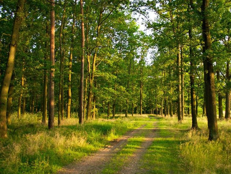 В Украине усыхают почти 400 тыс. га леса – Госагентство лесных ресурсов