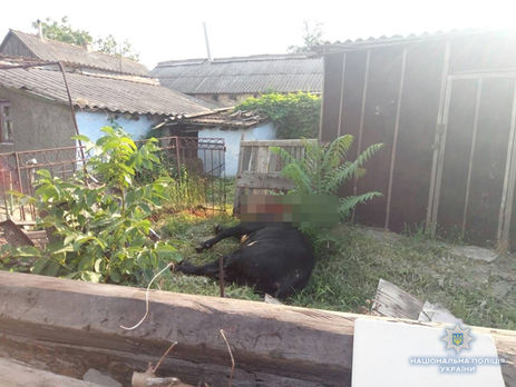 ﻿У Миколаївській області поліцейські пострілами не змогли зупинити бика, який напав на людей, і викликали мисливця