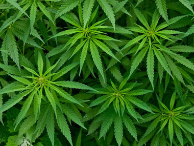 Гордон о марихуане пол растений марихуаны