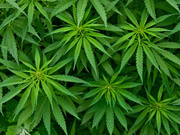 в швеции легализовали марихуану