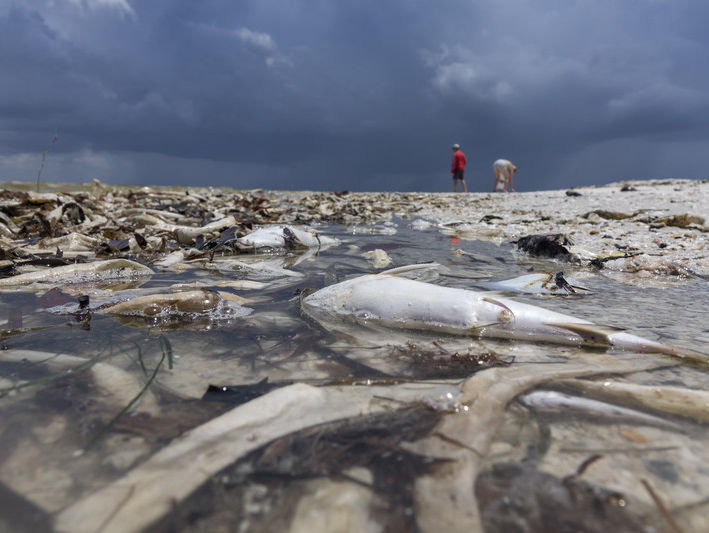 Во Флориде объявили чрезвычайный режим из-за цветения токсичных водорослей