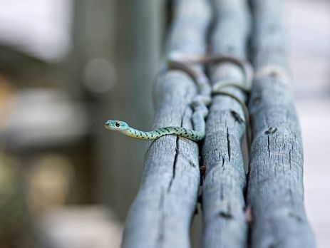 Во Львове после укуса змеи умерла четырехлетняя девочка