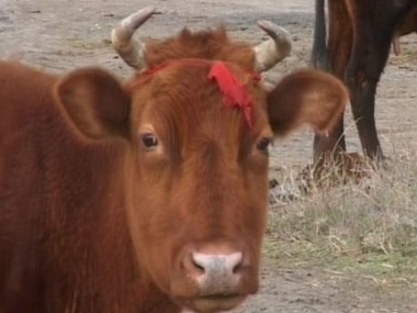 Россельхознадзор заявляет о нелегальном проникновении в Крым украинских коров