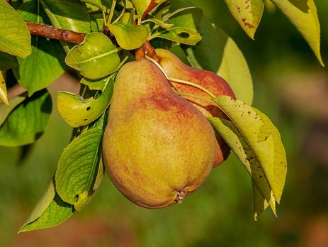 ﻿Груші: користь і шкода