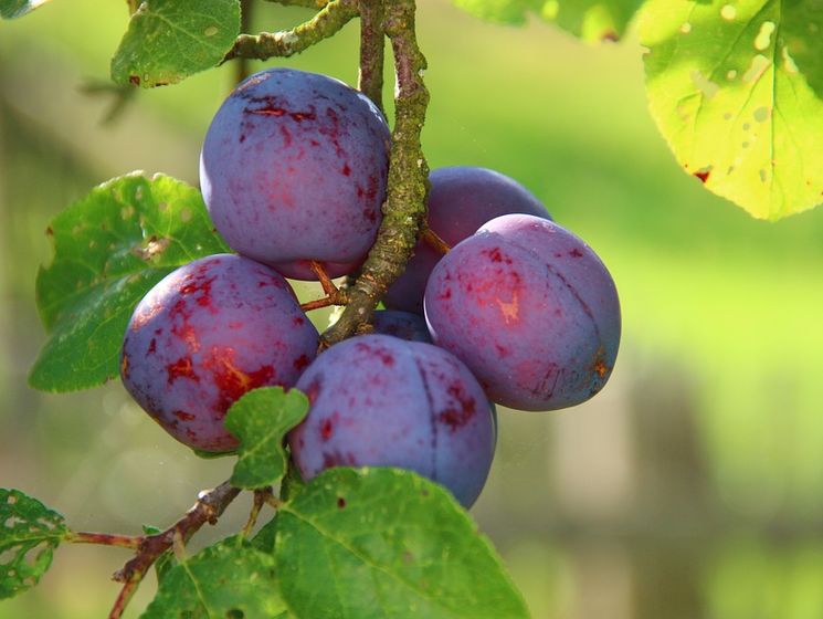 Синяя слива венгерка — описание дерева и плодов