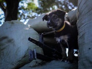 Четвероногие 