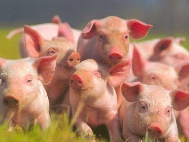 Украина ввела запрет на свинину из России