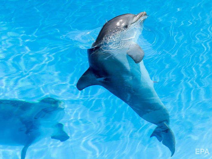 Дельфін, який живе серед морських свиней, вивчив їхню мову