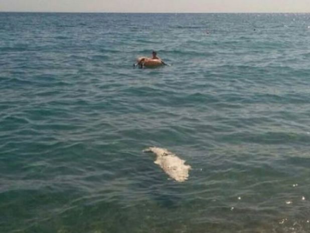 ﻿В окупованому Криму на пляжі знайшли мертвого крокодила