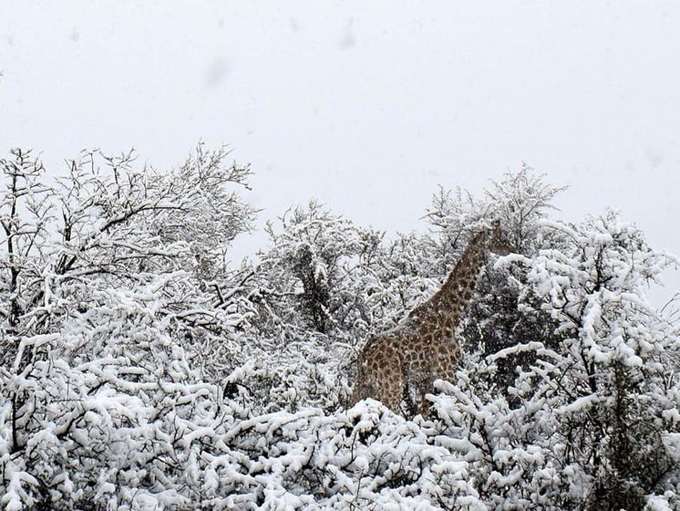 В заповеднике на юге Африки выпал снег. Видео