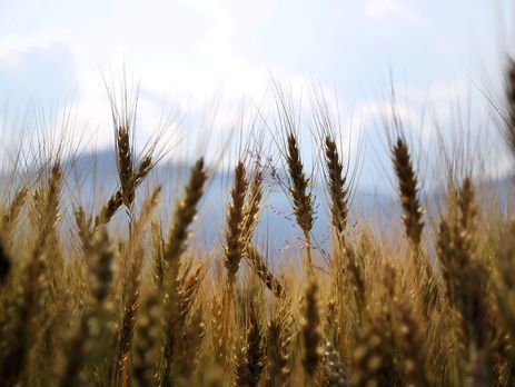 ﻿Експорт зерна у 2018 році становитиме понад 40 млн тонн – Мінагрополітики