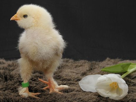 Откуда происходит выражение 