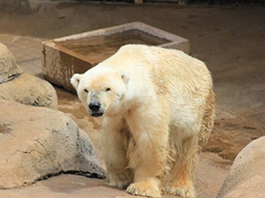 В Африке умер единственный на континенте белый медведь