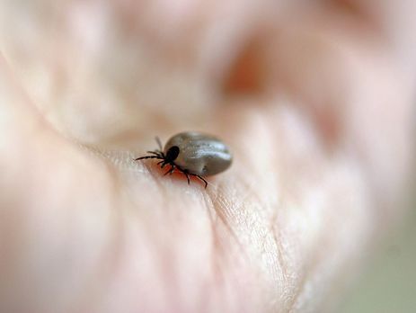 В 2018 году из-за укусов клещей около 2,5 тыс. украинцев заболели болезнью Лайма – Минздрав