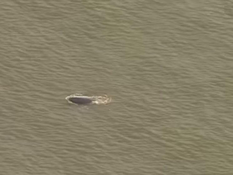 ﻿У британську Темзу заплив кит. Відео