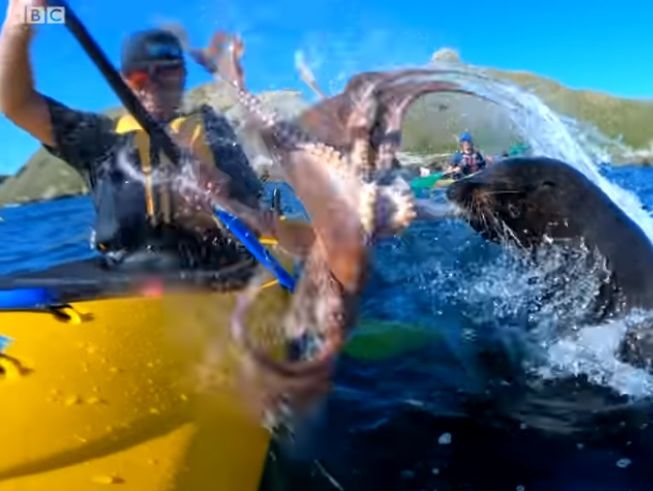 В Новой Зеландии морской котик дал каякеру по лицу осьминогом. Видео