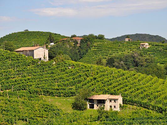 ﻿В Італії через аварію на заводі з виробництва вина вилилося 30 тис. літрів просекко