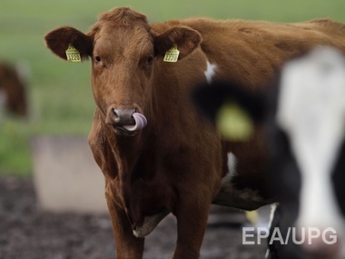 Украина запретила ввоз рогатого скота из Македонии
