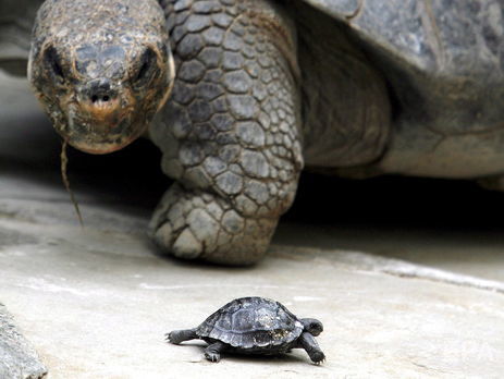 На Галапагосах разводят вымирающие виды черепах