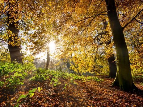 Укргидрометцентр: В Украину пришло бабье лето