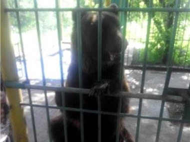 В захваченной боевиками "ДНР" Ясиноватой от голода умирают медведь и 200 собак