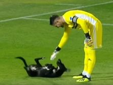 Пес прервал матч чемпионата Грузии по футболу, выбежав на поле. Видео