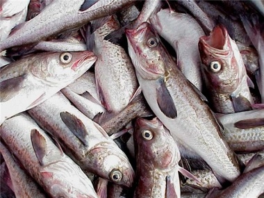 Россельхознадзор не пустил в аннексированный Крым две партии рыбы из Испании и Норвегии