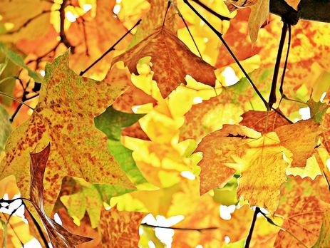 Синоптик: На этой неделе в Украине будет до +24 °C