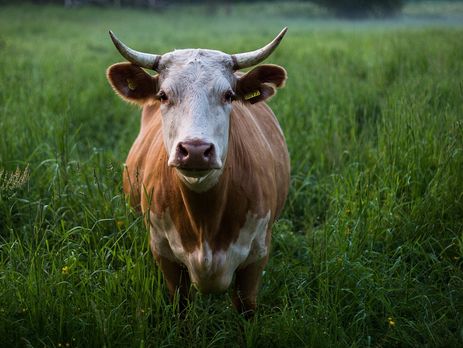 В Одесской области обнаружен очаг сибирской язвы