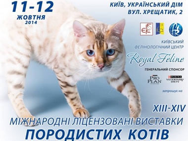 В Киеве стартовала акция "Купи кота &ndash; помоги АТО"