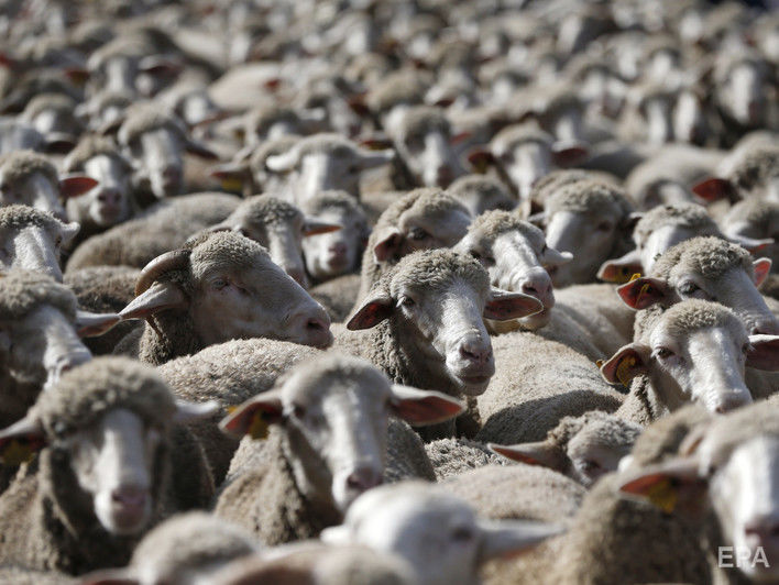 ﻿Фуру з вівцями з порту в Одеській області відправили у Вінницьку область, мертвих тварин утилізують – Держпродспоживслужба