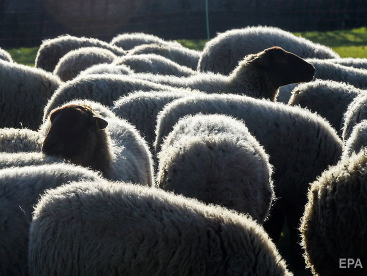 ﻿У фурі, яка з 12 жовтня стояла в порту Чорноморська, загинуло 54 із 300 овець