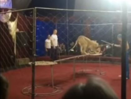﻿Левиця в пересувному цирку в Росії напала на дитину. Відео