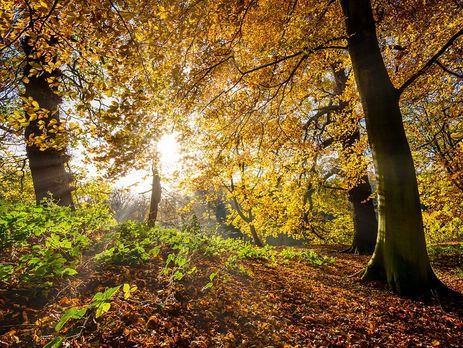 Синоптик: В Украине тепло удержится, с ноября ожидается скромное похолодание