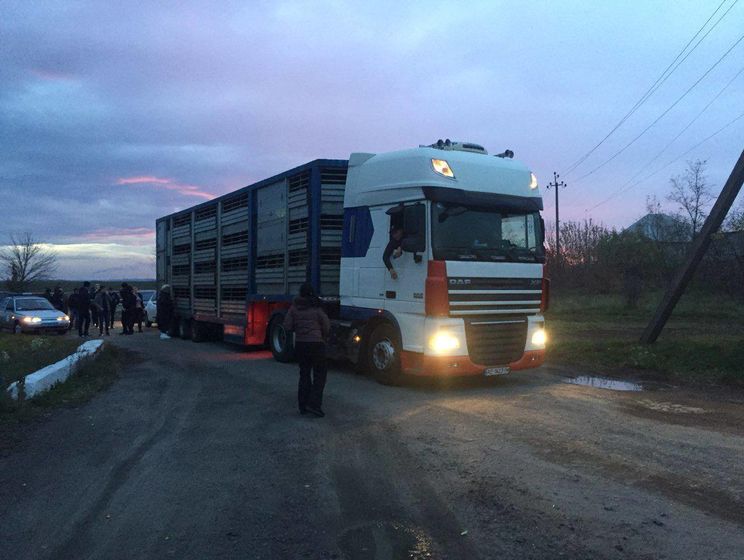 Держспоживслужба України розпочала перевірку через ситуацію з вівцями в порту Чорноморська