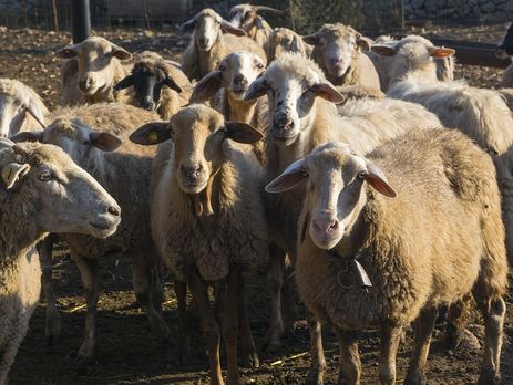 Овец, которые провели более двух недель в фуре в порту Черноморска, передадут на ферму в Одессу