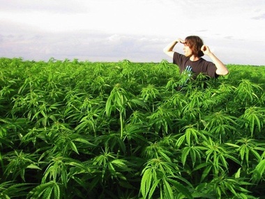 Марихуану вырастить в поле заменить алкоголь марихуаной