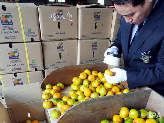 ﻿Влада Південної Кореї передала у КНДР 200 тонн мандаринів