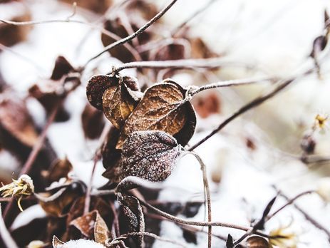 В Украине будет холодно, 14 ноября пойдет снег – синоптик