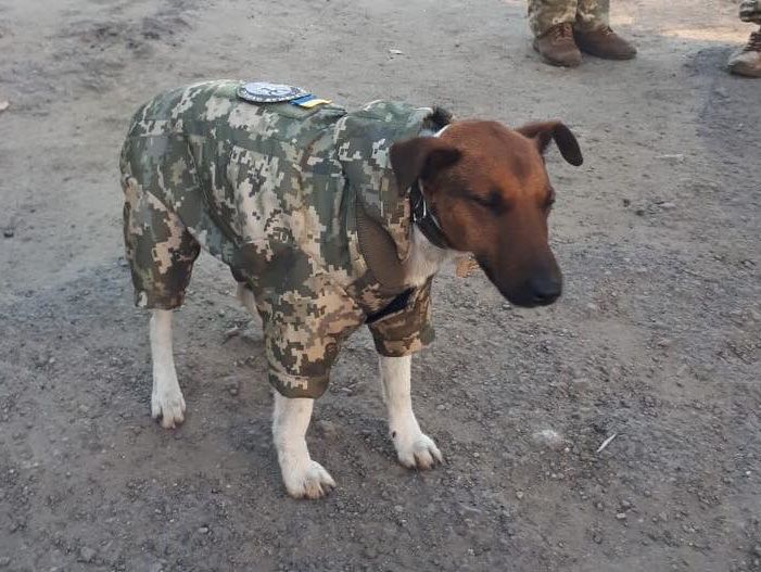 ﻿Військові на Донбасі пошили форму для собаки