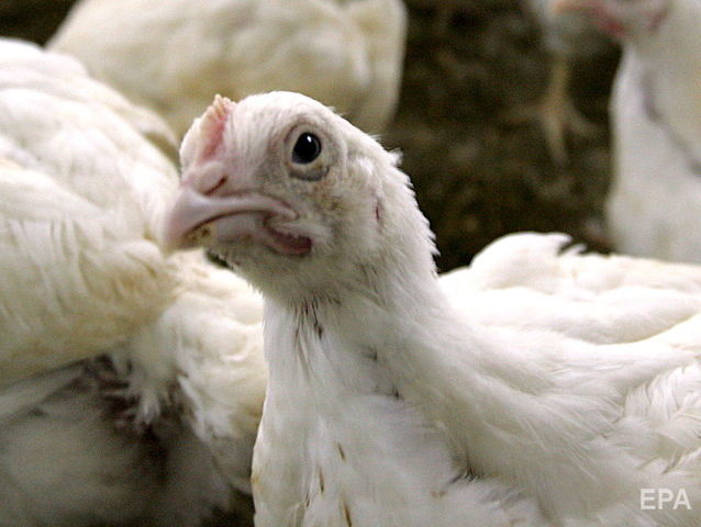 Россельхознадзор запретил транзит через территорию РФ американского мяса птицы в Казахстан