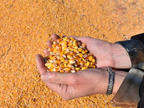Минагрополитики сообщило, что "зерновой" рекорд 2018 году обеспечивается благодаря высокому урожаю кукурузы