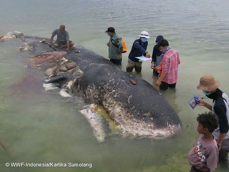 ﻿В Індонезії у шлунку мертвого кита виявили 115 пластикових стаканів і шльопанці