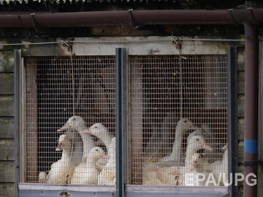 Украина запретила ввоз мяса птицы из Великобритании, Нидерландов и Германии из-за птичьего гриппа