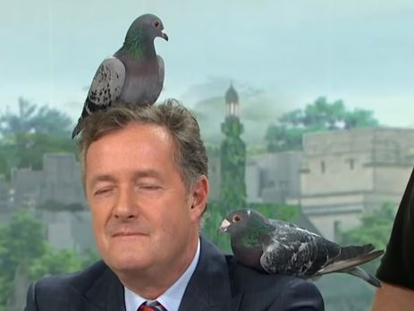 В эфире британского ток-шоу голуби не захотели сидеть на ведущем и разлетелись по студии. Видео