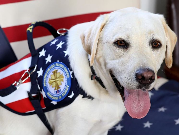 Служебная собака Джорджа Буша &ndash; старшего охраняет хозяина даже после его смерти